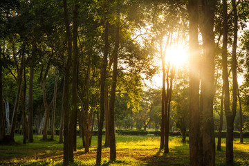 Fototapeta na wymiar summer sunset in the forest , Thailand