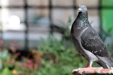 Pigeon.