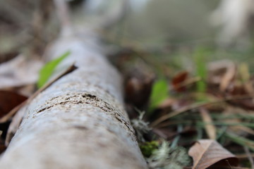 log