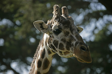 giraffe