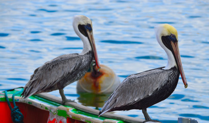 Les pélicans du port