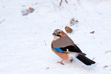 Jay in the snow