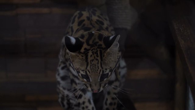 Footage ocelot sitting in the zoo cage. 4K