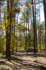 forest in autumn