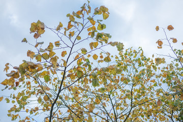 Leaves on tree, turning to yellow. Spring, Autumn.