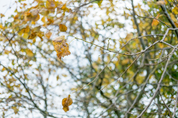 Leaves on tree, turning to yellow. Spring, Autumn.