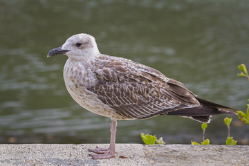 Closeup of a seagull