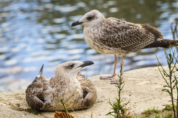 Two roman seagulls