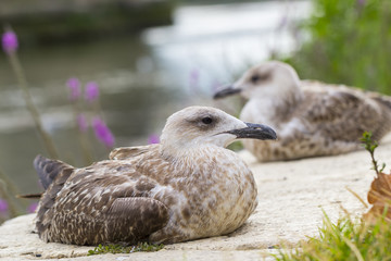 Closeup of two seagulls
