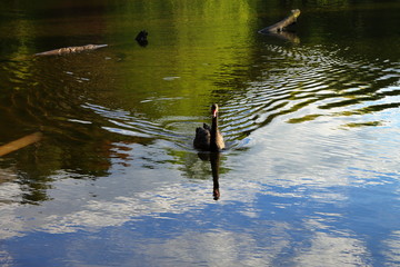 black swan on lake