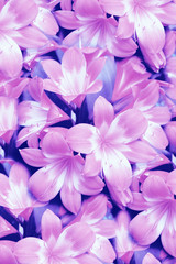 Pink  Star lily flower background