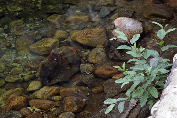 rocky river n leaves