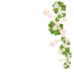 beautiful  flowers, on a white