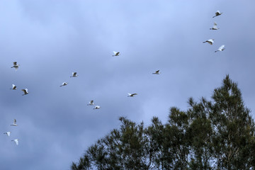 White birds flying in a storm