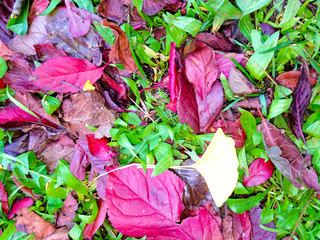 Autumn Leaves VII
