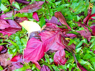 Autumn Leaves IV
