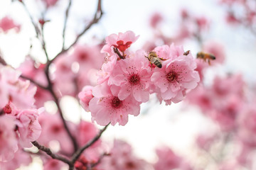 Bees on cherry blossom trees