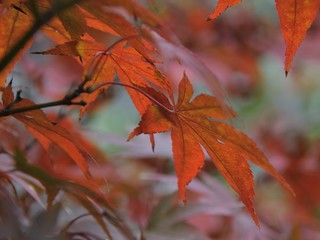Tales Of Jungle/ Japanese maple