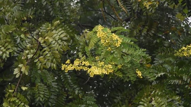 Cassia Tree,Thai Copper Pod flower with rain