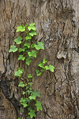 ivy on tree