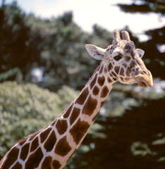 giraffe