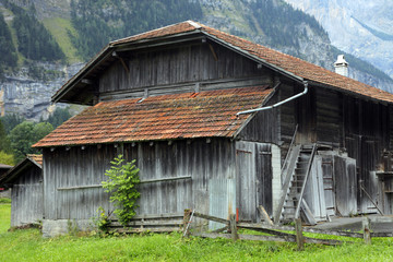 Obraz premium barn n tree