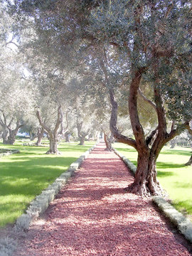 Akko Bahai gardens red patch 2003