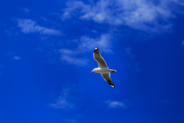 Seagull flying