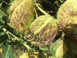 white black and yellow Monarch Caterpillar