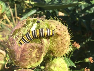white black and yellow Monarch Caterpillar