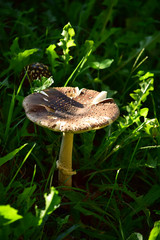 草の中からキノコ