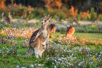 Wild Kangaroo