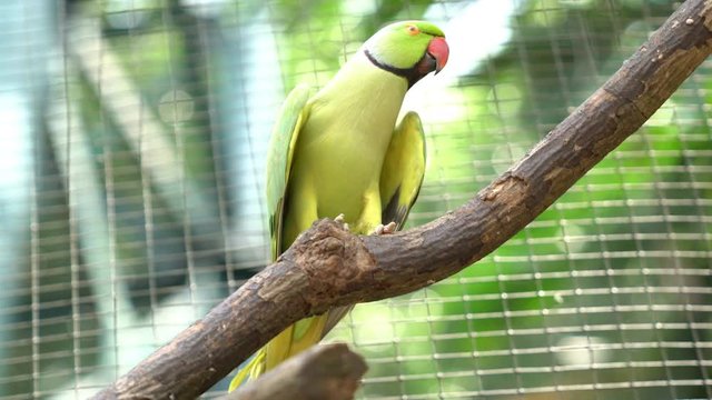 KL Bird Park. Indian Ringneck Parakeet (Psittacula krameri). 4k b-roll footage.