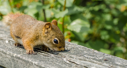 Curious squirrel