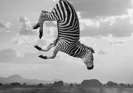Composite de z&egrave;bres Hakuna Matata