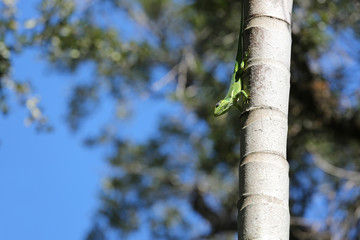 Cuban knight anole on a tall palm tree