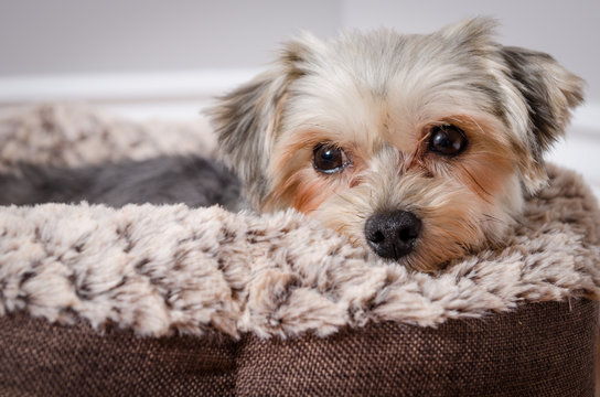 Calm Morkie Lying In A Dog Cushion