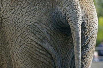 elephant tail