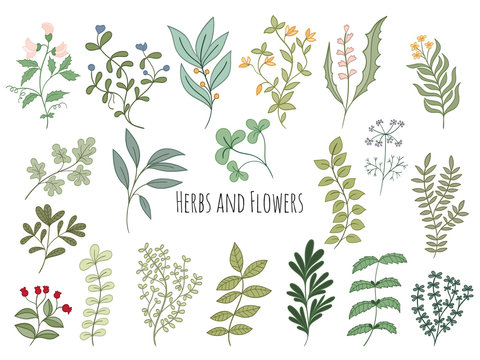 Set of flowers and herbs