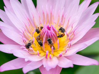 Close up lotus pollen and bee