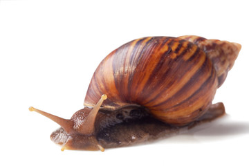 A Garden Snail (Cornu aspersum) isolated on a white background with clipping path.