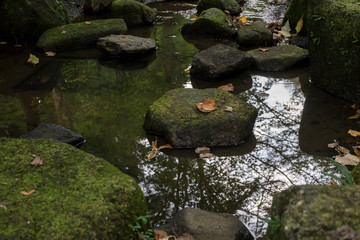 苔むした石と枯葉、水面に映る木々
