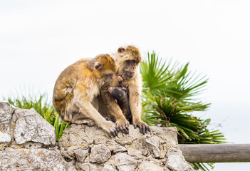 The Barbary macaque population in Gibraltar is the only wild monkey population in the European continent. Some three hundred animals in five troops occupy the area of the Upper Rock of Gibraltar.