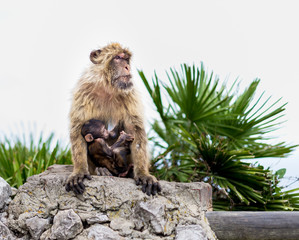 The Barbary macaque population in Gibraltar is the only wild monkey population in the European continent. Some three hundred animals in five troops occupy the area of the Upper Rock of Gibraltar.