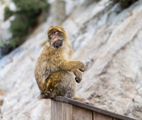 The Barbary macaque population in Gibraltar is the only wild monkey population in the European continent. Some three hundred animals in five troops occupy the area of the Upper Rock of Gibraltar.