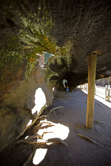 Fototapeta premium hollow sequoia tree