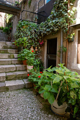 Fototapeta na wymiar plants on steps