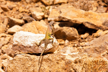Chihuahua Desert Lizard-1