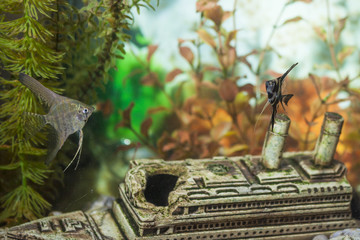 Two Separate Ordinary Scalare Individuals in Personal Aquarium Indoors