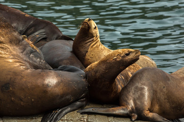 Rookery Steller sea lions. Island in Pacific Ocean near Kamchatka Peninsula.
